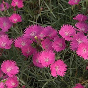 (Cheddar Pinks) Dianthus gratianopolitanus Firewitch from Swift Greenhouses