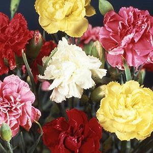 (Carnation) Dianthus caryophyllus Grenadin Hardy Triumph Mix from Swift Greenhouses