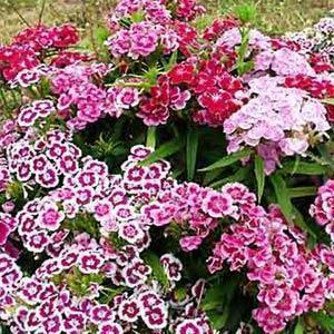 (Sweet William) Dianthus barbatus Indian Carpet Mix from Swift Greenhouses