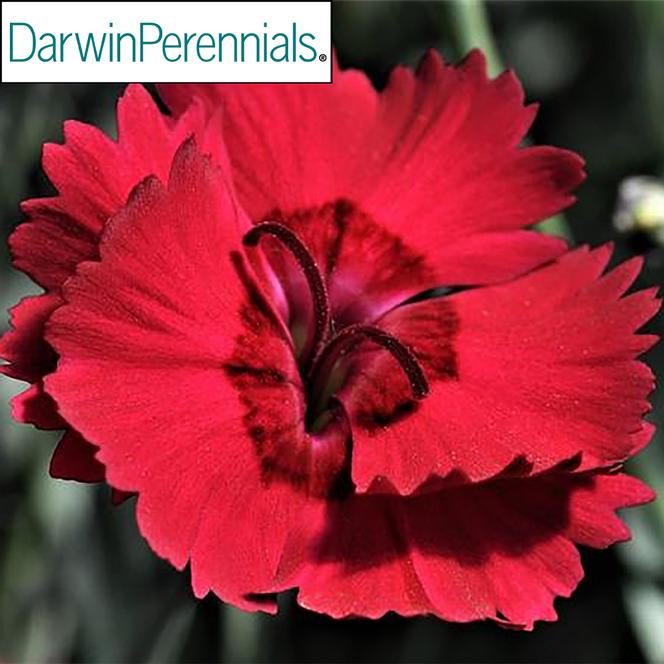 (Cheddar Pinks) PP # 20,301 Dianthus gratianopolitanus Red Beauty from Swift Greenhouses
