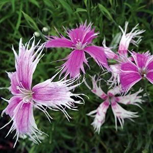 (Fringed Pink) Dianthus superbus Spooky Mix from Swift Greenhouses