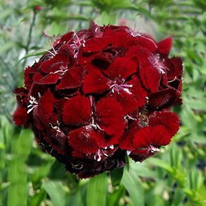 (Sweet William) Dianthus barbatus Sweet™ Black Cherry from Swift Greenhouses