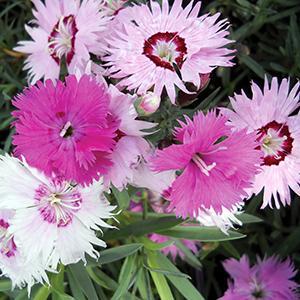 (Garden Pinks) Dianthus plumarius Sweetness from Swift Greenhouses