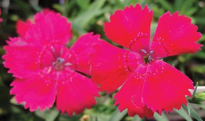 (Maiden Pinks) Dianthus deltoides Zing Rose from Swift Greenhouses