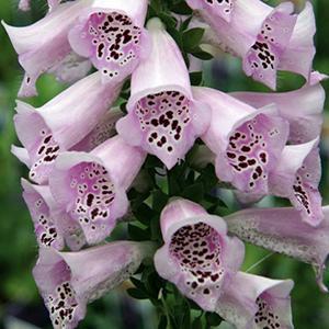 (Foxglove) Digitalis purpurea Camelot Lavender from Swift Greenhouses