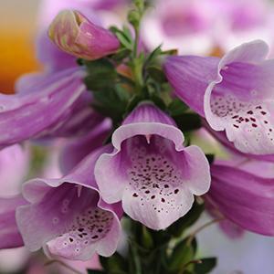 (Foxglove) Digitalis purpurea Dalmatian Rose from Swift Greenhouses