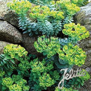 (Spurge) Euphorbia myrsinites from Swift Greenhouses