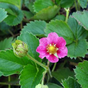 (Strawberry) Fragaria x ananassa Tarpan from Swift Greenhouses