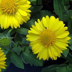 (Blanket Flower) Gaillardia grandiflora Mesa™ Yellow from Swift Greenhouses