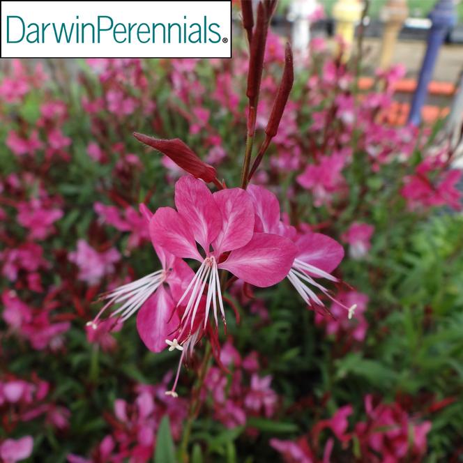 (Apple Blossom Grass) PPAF Gaura lindheimeri Belleza® Dark Pink from Swift Greenhouses