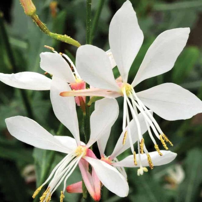 (Apple Blossom Grass) Gaura lindheimeri Sparkle White from Swift Greenhouses