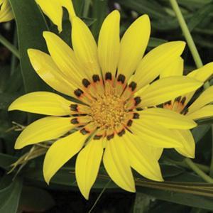 (Treasure Flower) Gazania linearis Gold from Swift Greenhouses
