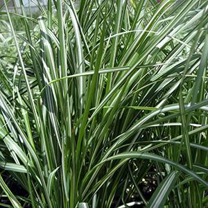 Calamagrostis x acutiflora Grass Perennial - Avalanche from Swift Greenhouses
