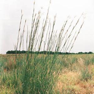 Andropogon gerardii Grass Native Prairie - Big Bluestem from Swift Greenhouses
