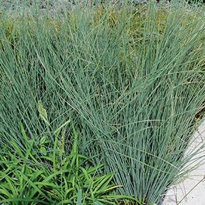 Juncus inflexus Grass Perennial - Blue Arrows from Swift Greenhouses