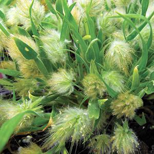 Lagurus Grass Annual - Bunny Tails from Swift Greenhouses