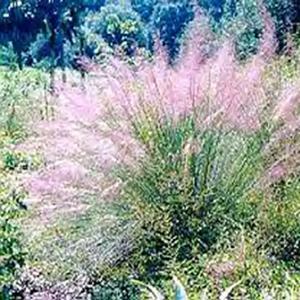 Mulenbergia capillaris Grass Perennial - Cotton Candy from Swift Greenhouses