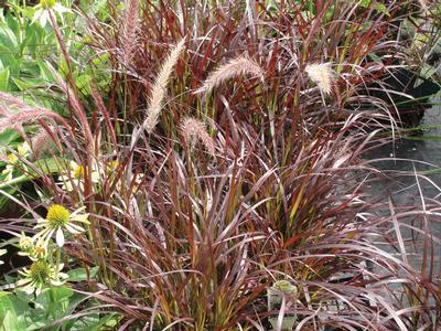 Pennisetum setaceum Grass Annual - Dwarf Crimson Fountain from Swift Greenhouses