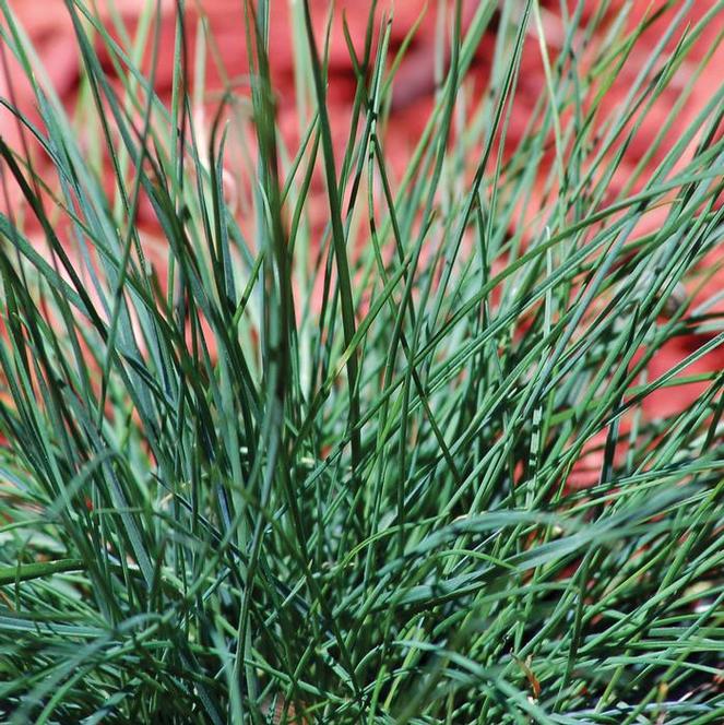 Festuca glauca Grass Perennial - Fescue Blue from Swift Greenhouses