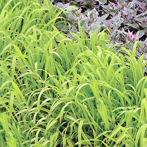 Millium effusum aureum Grass Perennial - Golden Millet from Swift Greenhouses
