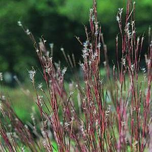 Schizachyrium scoparium Grass Native Prairie - Little Bluestem from Swift Greenhouses