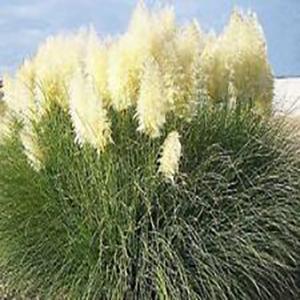 Cortaderia selloana Grass Annual - Pampas White from Swift Greenhouses