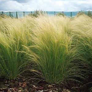 Stipa Grass Perennial - Pony Tails from Swift Greenhouses
