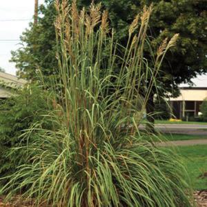 Erianthus Grass Perennial - Raven from Swift Greenhouses