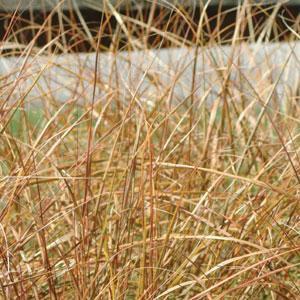 Arundinacea stipa Grass Annual - Sirocco from Swift Greenhouses