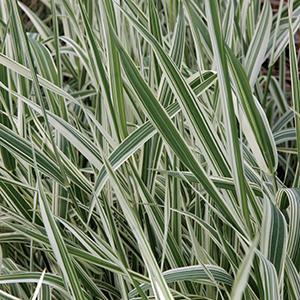 Phalaris arundinacea picta Grass Perennial - Variegated Ribbon from Swift Greenhouses
