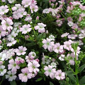 (Creeping Baby's Breath) Gypsophila repens Filou Rose from Swift Greenhouses
