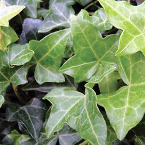(English Ivy) Hedera helix Thorndale from Swift Greenhouses