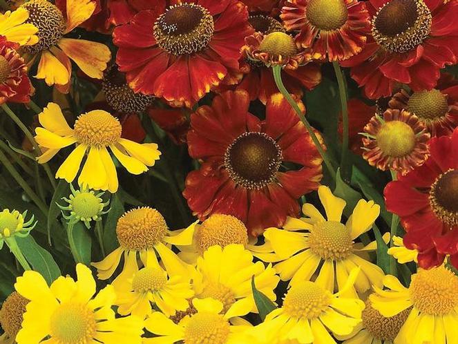 (Sneezeweed) Helenium autumnale Red & Gold Hybrids from Swift Greenhouses
