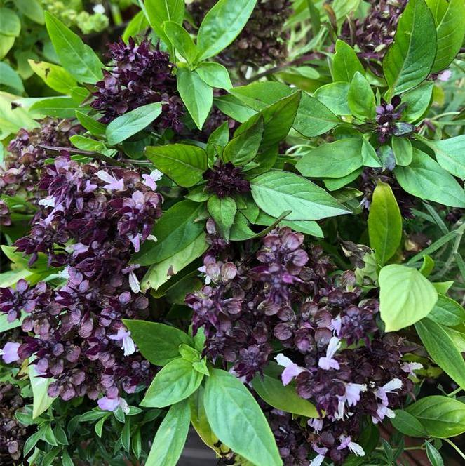 Ocimum basilicum Herb Annual - Basil Thai (Siam Queen) from Swift Greenhouses