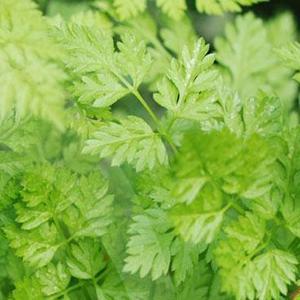 Anthriscus cerefolium Herb Annual - Chervil from Swift Greenhouses