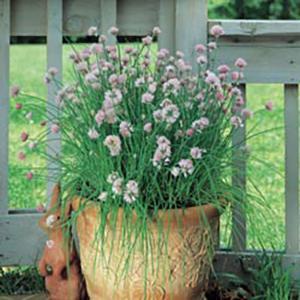 Allium Herb Perennial - Chives Garlic from Swift Greenhouses