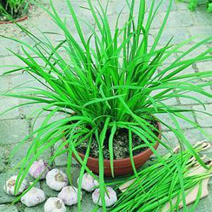 Allium tuberosum Herb Annual - Chives Geisha (Garlic) from Swift Greenhouses