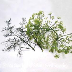 Anethum graveolens Herb Annual - Dill Dukat from Swift Greenhouses