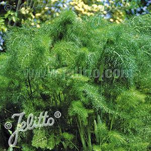 Foeniculum Herb Annual - Fennel Florence from Swift Greenhouses