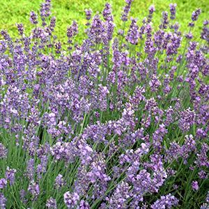 English Lavender Herb Perennial - Lavender Munstead from Swift Greenhouses