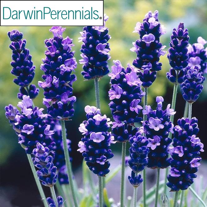 English Lavender PP # 24,929 Herb Perennial - Lavender SuperBlue from Swift Greenhouses