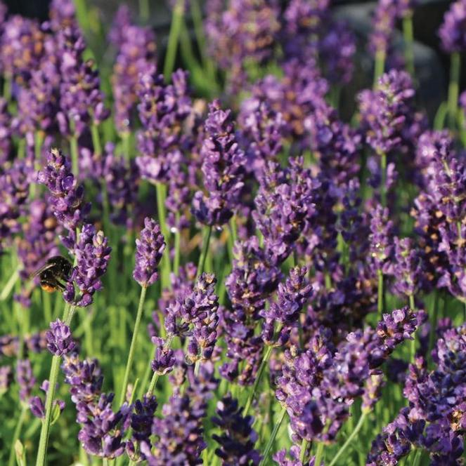 English Lavender Herb Perennial - Lavender Blue River from Swift Greenhouses