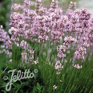 English Lavender Herb Perennial - Lavender Ellagance Pink from Swift Greenhouses