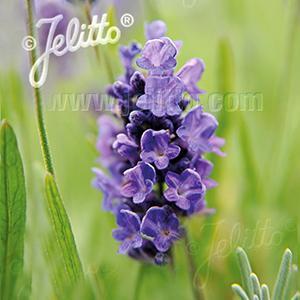 English Lavender Herb Perennial - Lavender Ellagance Purple from Swift Greenhouses