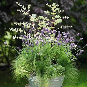 English Lavender Herb Perennial - Lavender Vicenza Blue from Swift Greenhouses