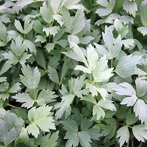 Levisticum officinale Herb Annual - Lovage from Swift Greenhouses
