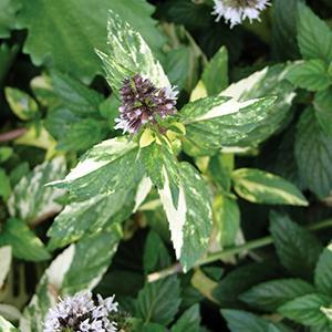 Mentha x piperita variegata Herb Perennial - Mint Peppermint Variegated from Swift Greenhouses