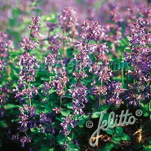 Nepeta mussinii Herb Perennial - Nepeta Catmint from Swift Greenhouses
