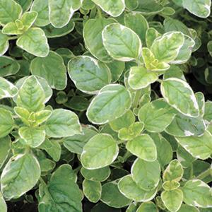 Origanum v. variegated Herb Perennial - Oregano Variegata from Swift Greenhouses