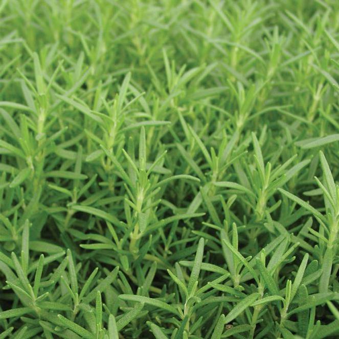 Rosmarinus officinalis Herb Perennial - Rosemary Huntington Carpet from Swift Greenhouses